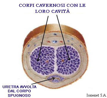 Anatomia dei corpi cavernosi e spugnosi visti secondo una sezione frontale