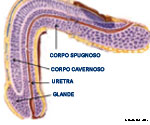 Anatomia laterale