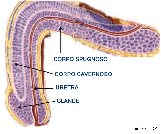 Anatomia dei corpi cavernosi e spugnosi del pene.