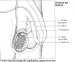 Gli epididimi: forma e struttura