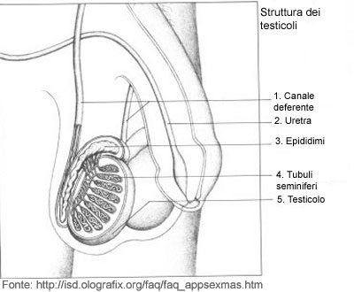 Gli epididimi: forma e struttura