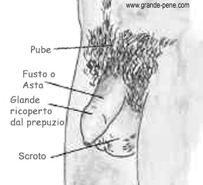 Il pene e tutte le sue parti esterne