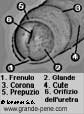 Gli elementi della testa del pene: glande, prepuzio, corona, ecc.