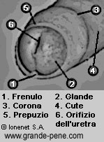 Gli elementi della testa del pene: glande, prepuzio, corona, ecc.