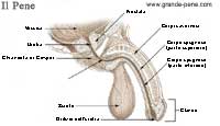 Visione interna del pene