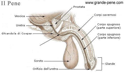 Visione interna del pene