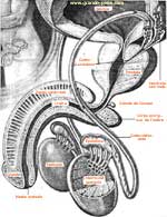 Visione complessiva dell'apparato genitale maschile e di tutte le sue parti