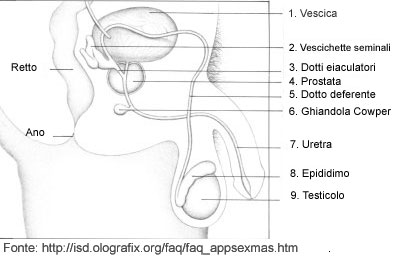 Visione interna dei testicoli