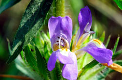 L'asteracantha longifolia nella sua forma naturale.