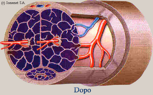 Cavit dei corpi cavernosi e spugnosi nelle loro dimensioni finali, dopo aver terminato il programma.