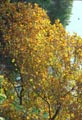 Albero del ginkgo biloba