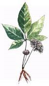 La version sibérienne est très différente par rapport au ginseng traditionnel.