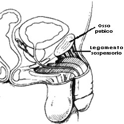 Il legamento sospensorio che gioca un ruolo nell'allungamento del pene.