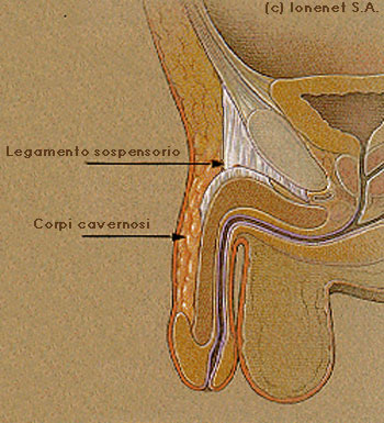 Il legamento sospensorio, vista laterale