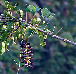 Il mucuna pruriens nella sua forma naturale.