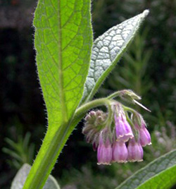 Pianta della pueraria tuberosa.