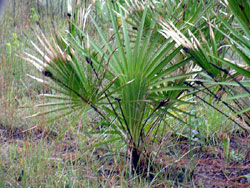 Il serenoa repens nel suo stato naturale.