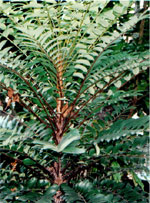 Tongkat Ali, Pasak Bumi o Eurycoma longifolia
