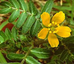 Il fiore del Tribulus Terrestris